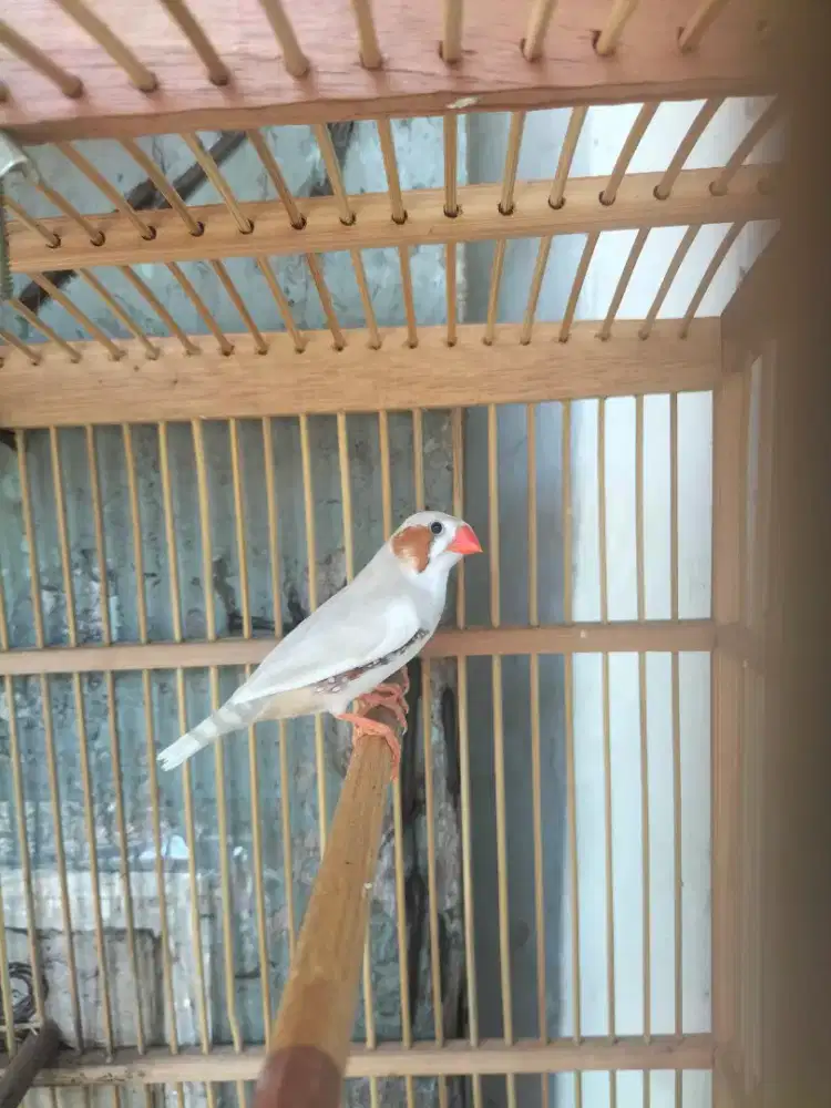Sepasang burung zebra Finch produksian