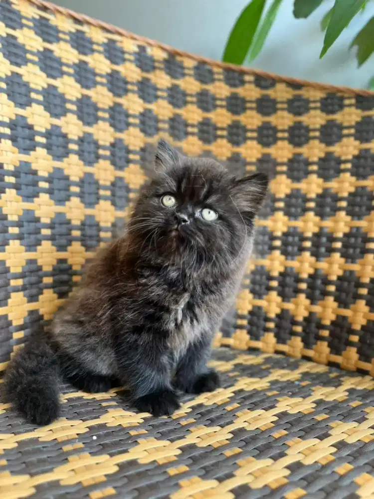 Kucing kitten persia flatnose