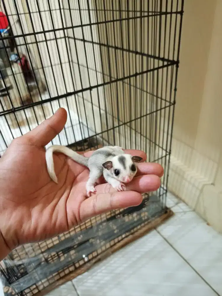 Sugar glider mozaik betina
