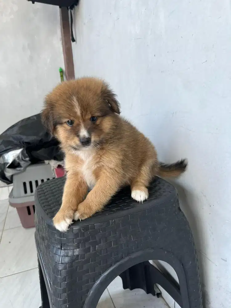 FOR SALE GOLDEN MIX HUSKY