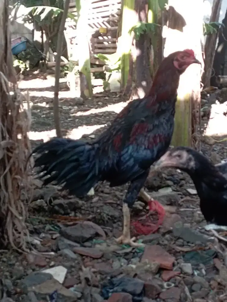 Ayam jago kampung muda