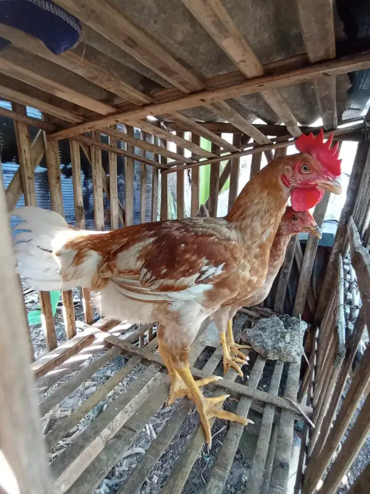 Ayam kampung sepasang