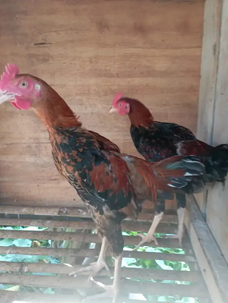 Ayam jago kampung 4 bulanan
