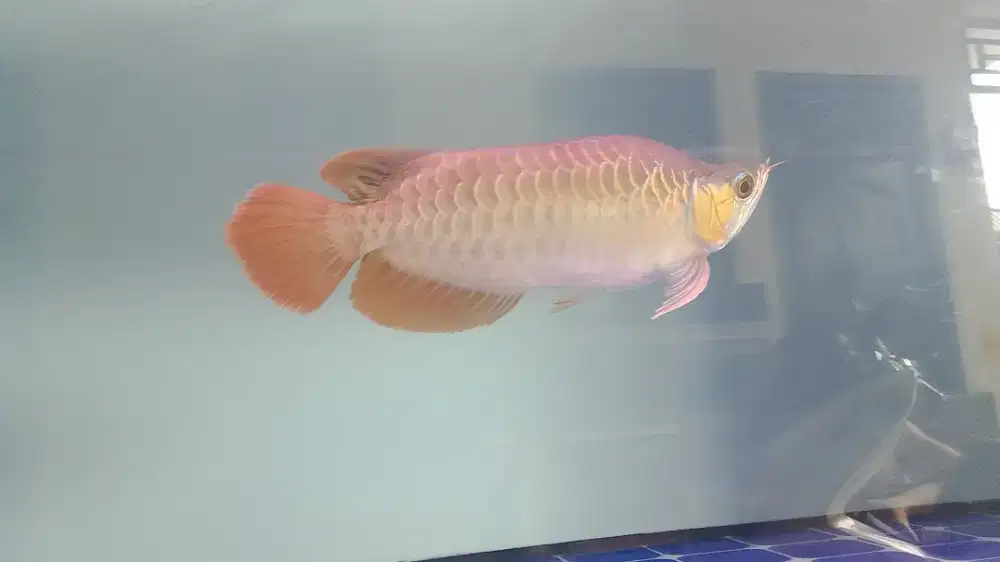 arowana super red king