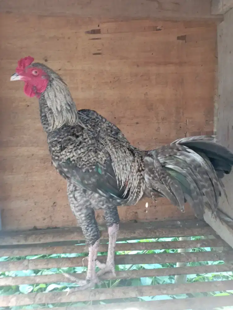 Ayam Bangkok big  6 bulanan badan masih gedein lagi