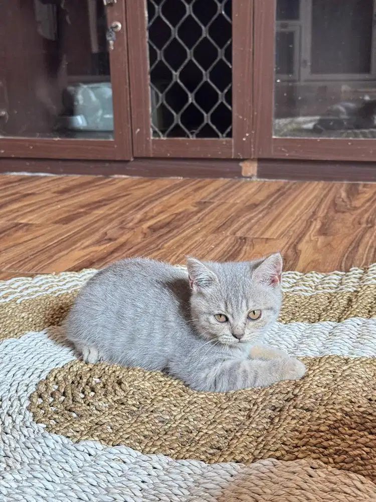 Kitten british shorthair blue ticked. anak lilac x white