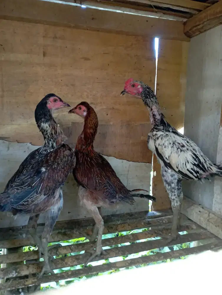 Ayam bangkok tinggi 4 bulanan