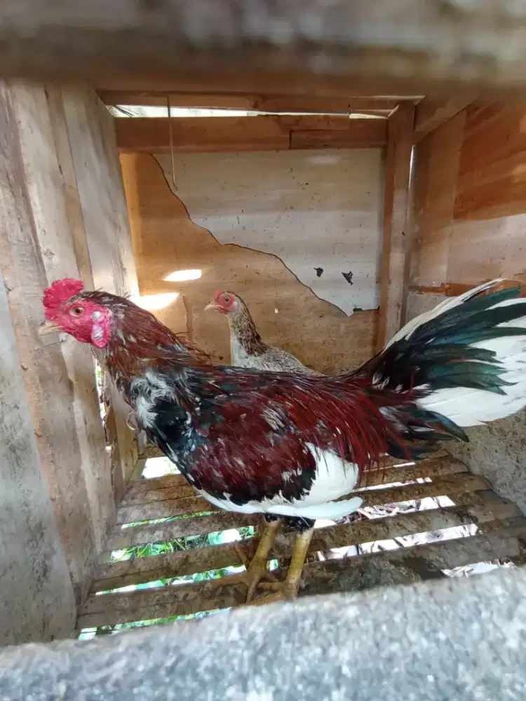 Ayam kampung sepasang muda