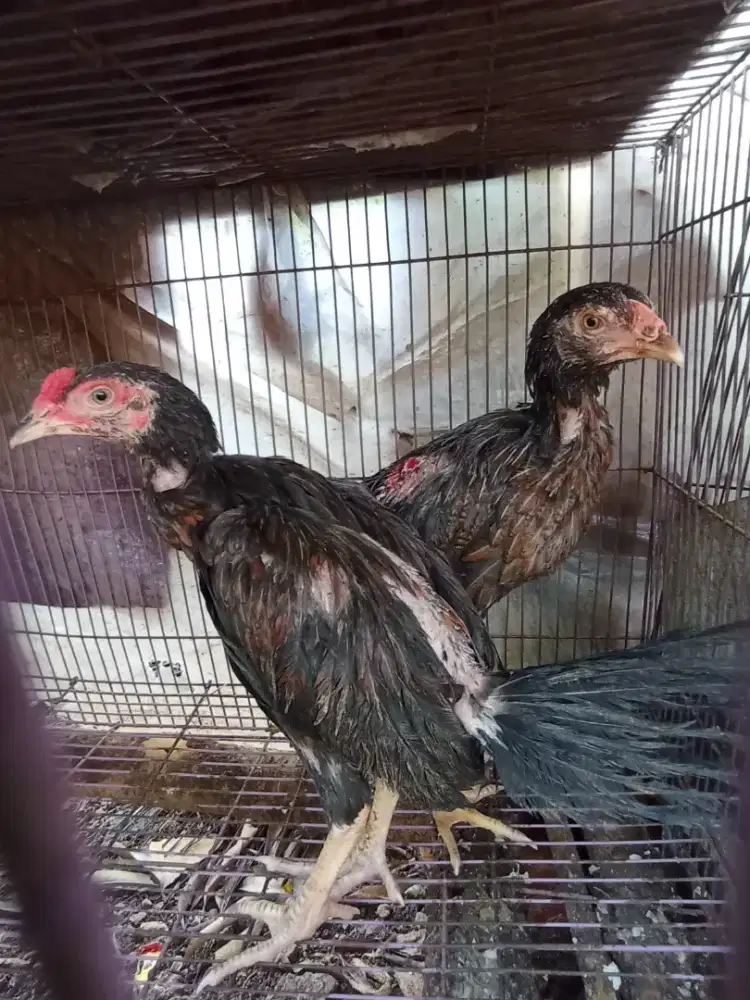 Ayam pitik kampung jantan 3 bulanan