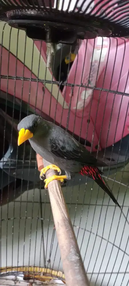 Burung Rio Rio jinak bunyi BURJA