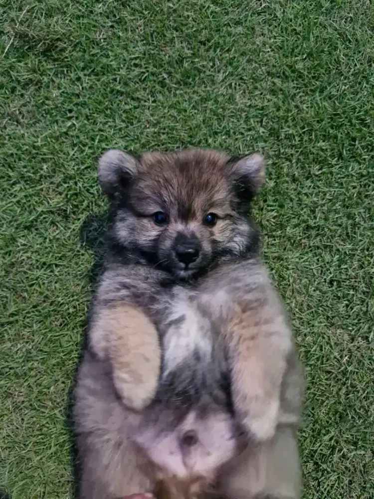OPEN ADOPSI ANAKAN RAS POMERIAN