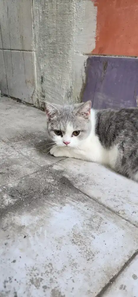 Lepas Adopt Kucing BSH British Shorthair Betina