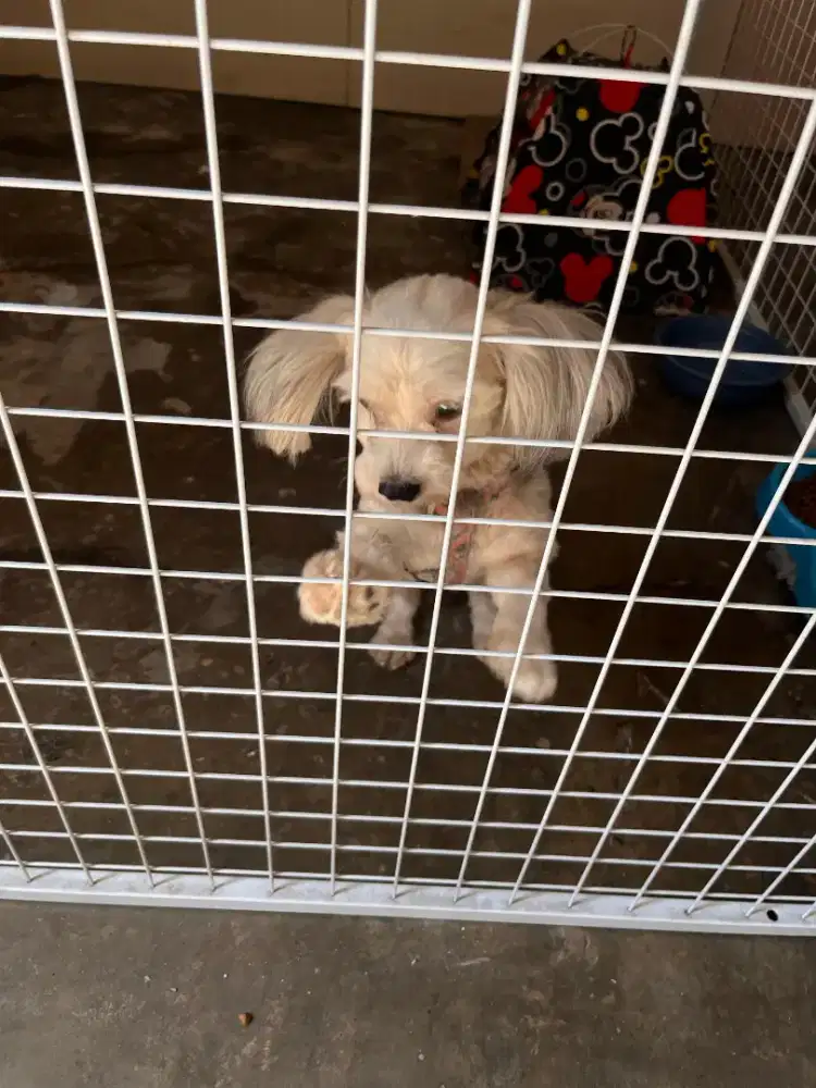 Anjing Shitzu Pure Nett