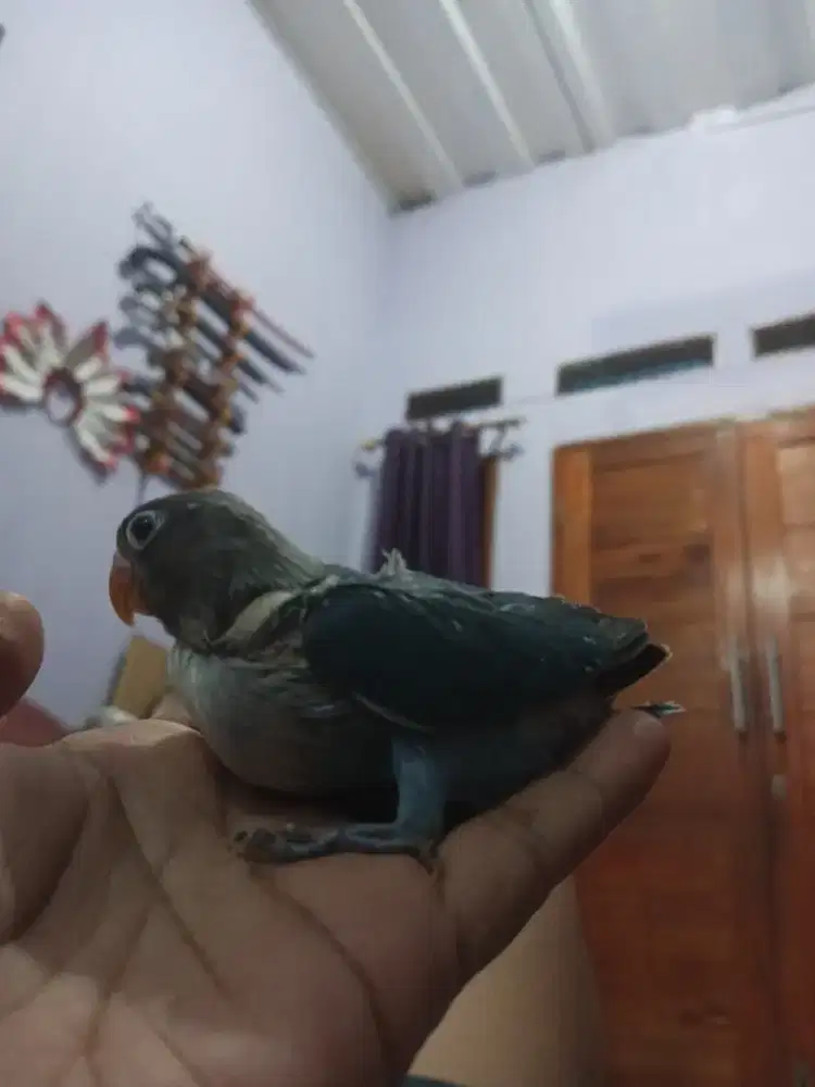 Burung lovebird