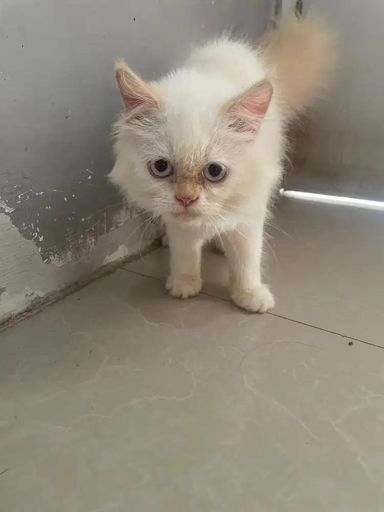 KITTEN BETINA 4 BULAN