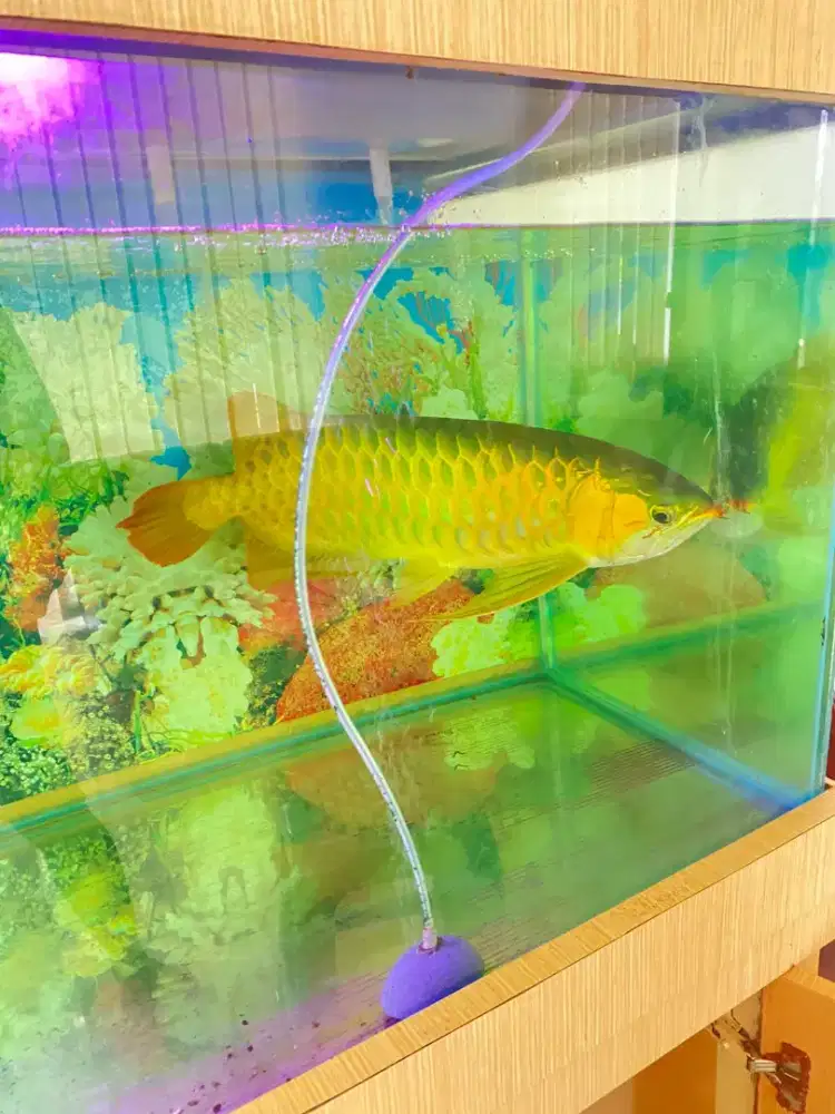 Ikan Arwana Super Red