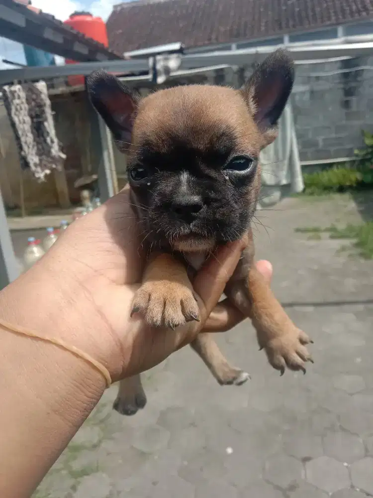 Anjing French Bulldog stambum