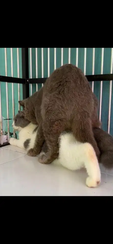 bsh bico habis dikawin