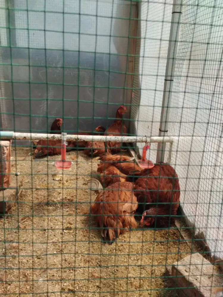 Ayam pullet petelur usia 17 minggu