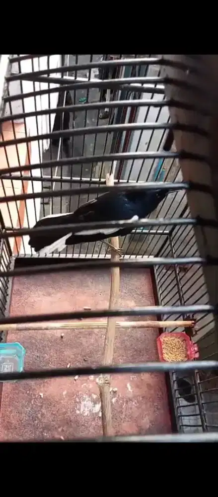Burung kacer bekas lapangan jinlat