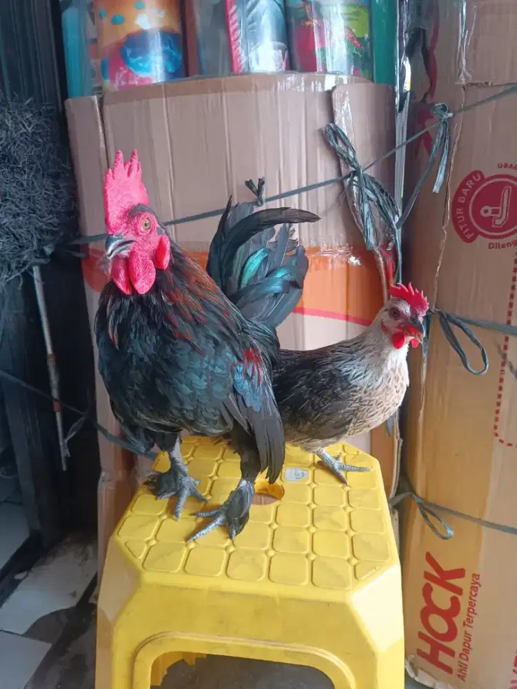 Ayam Kate sudah mau bertelur