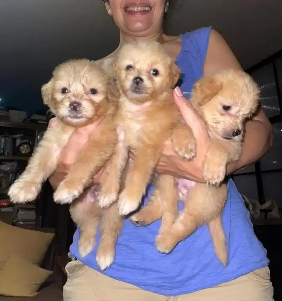 Anak Anjing Poodle Mix Bischon