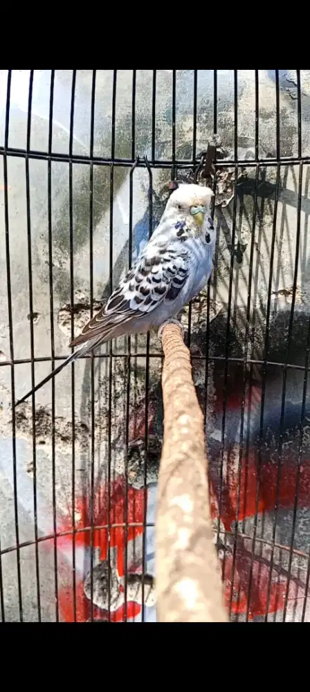 Parkit Impor jantan