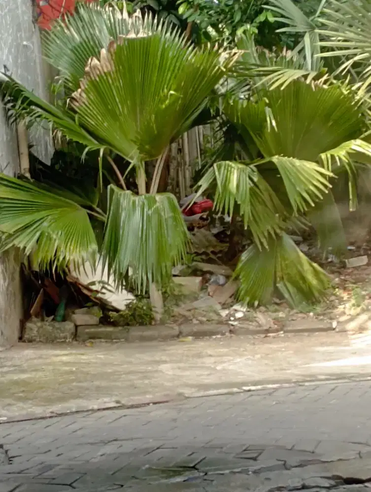 Pohon palem dop