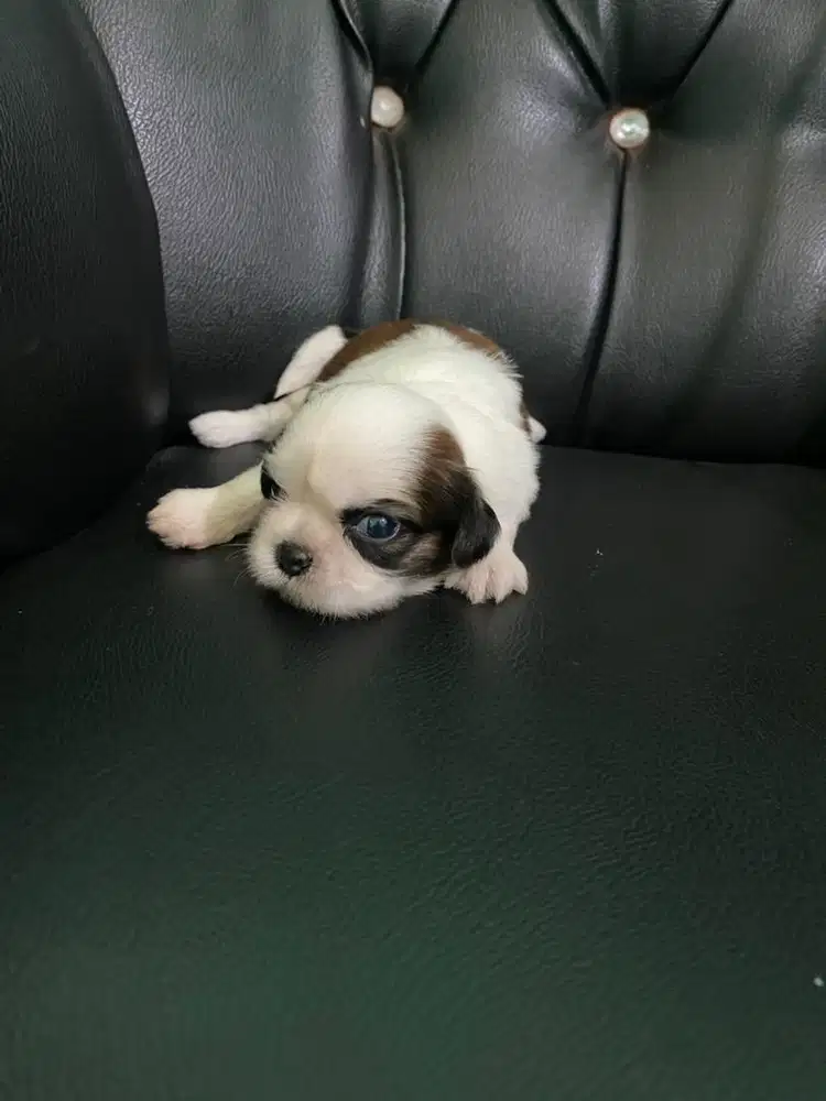 Shihtzu pure cute