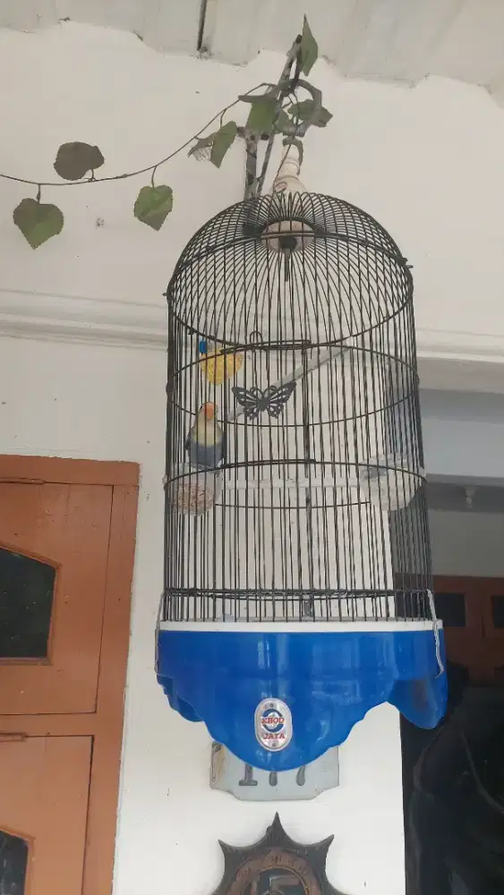 burung lovebird parblue fs