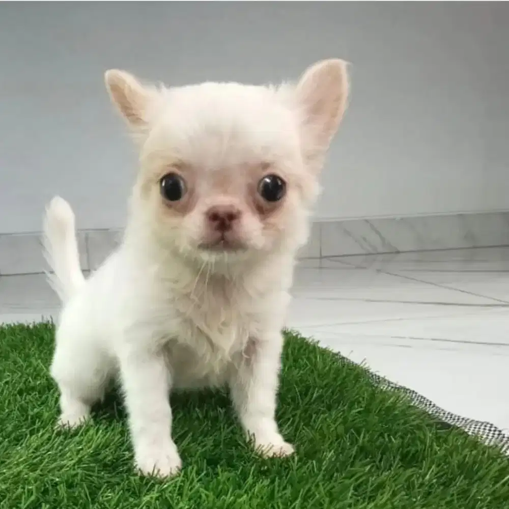 Chihuahua long hair pesek