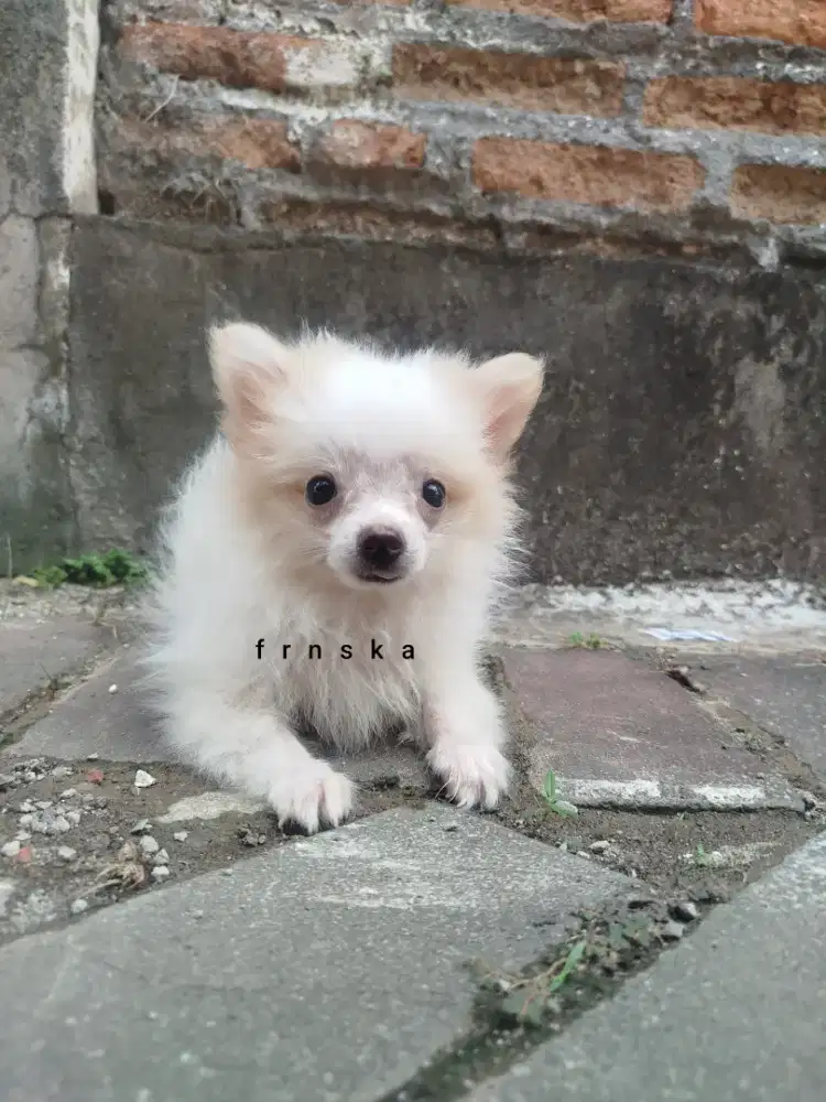 Anjing minipomerian