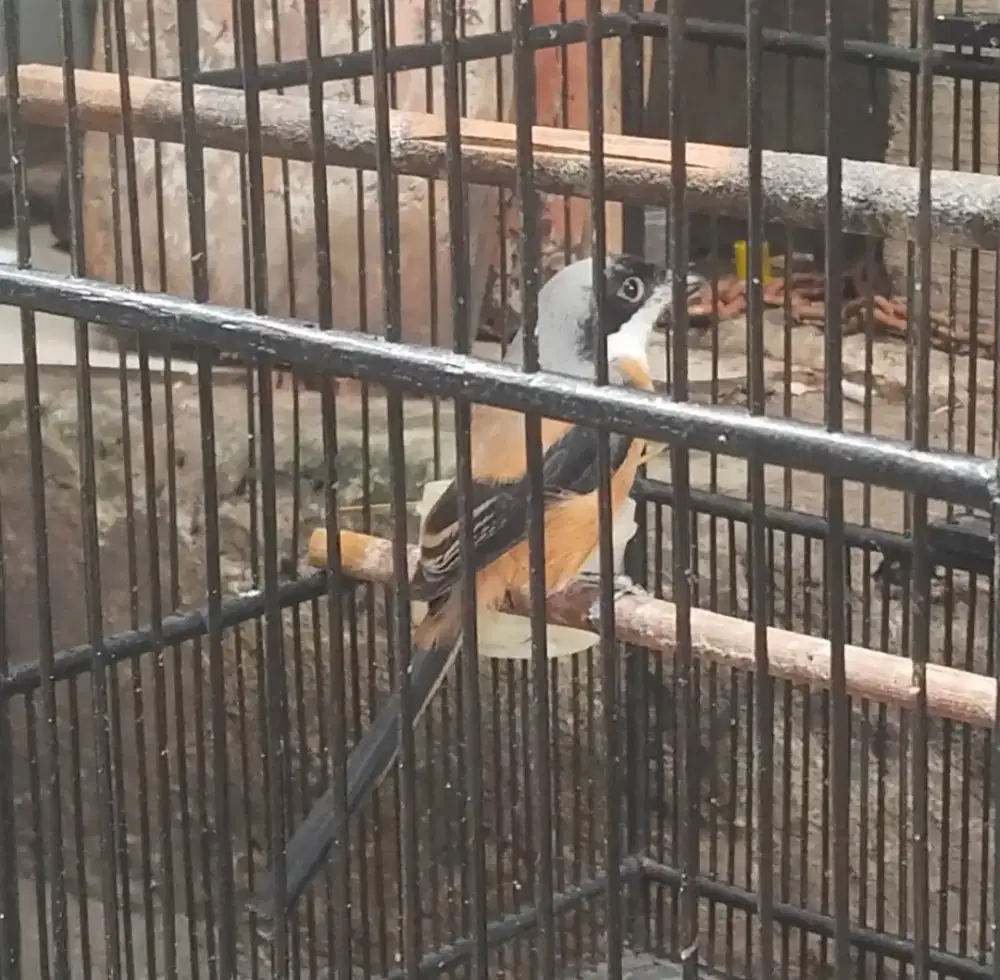 Burung pentet gacor + kandang. Murai, kacer, kenari, jalak