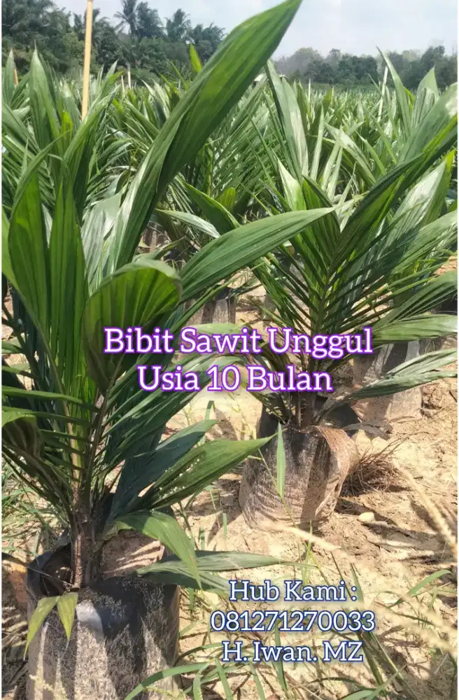 Bibit Sawit Unggul Usia 10 Bulan