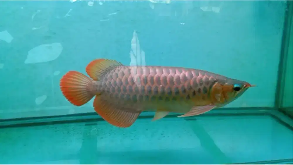 Ikan arwana super red