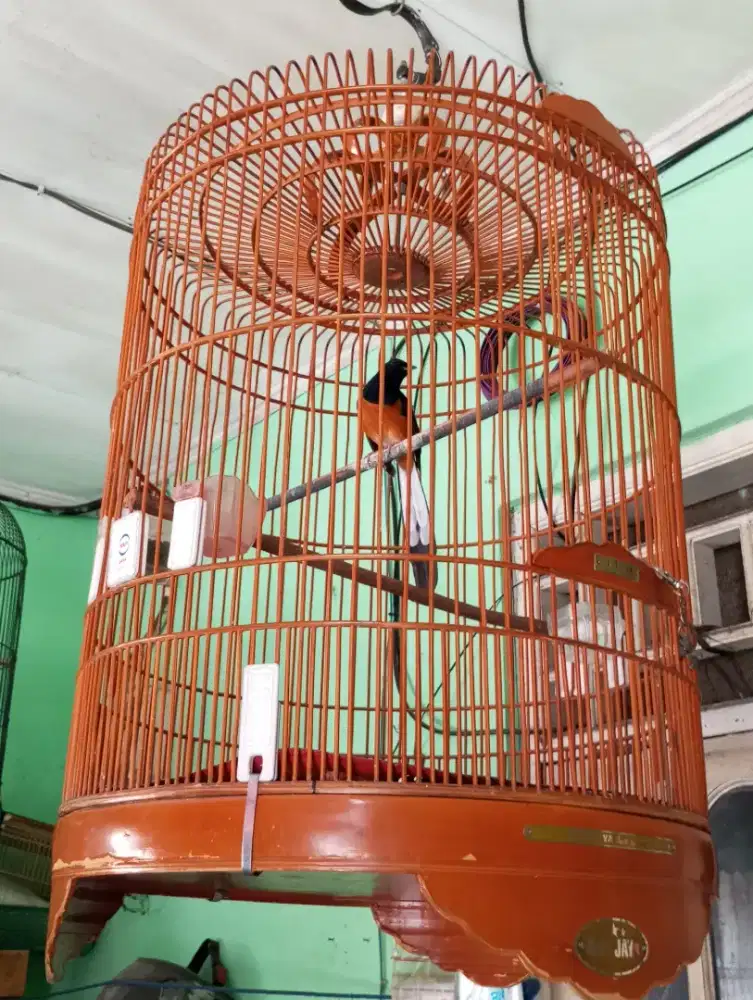 Murai batu gacor fullset