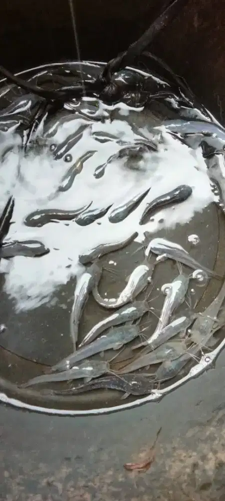 Jual ikan lele sangkuriang, piton, mutiara