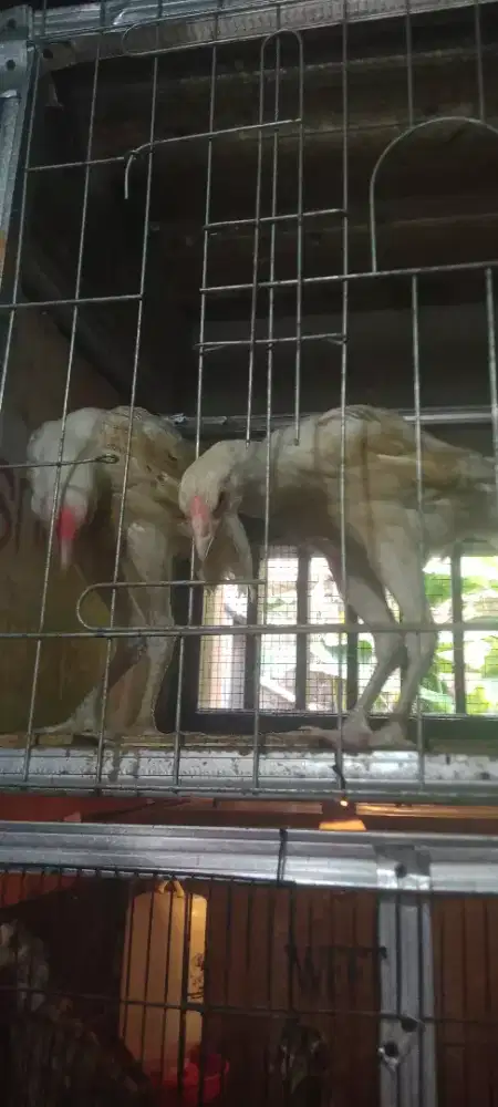 Jual cepat sepasang ayam bangkok putih polos