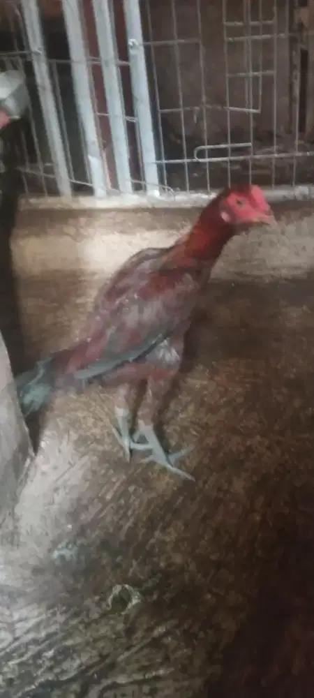 Jual cepat ayam bangkok bulbi