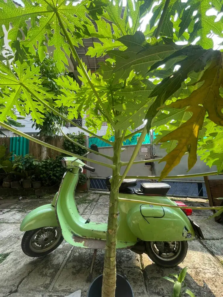 Vespa pts100 B pjk on