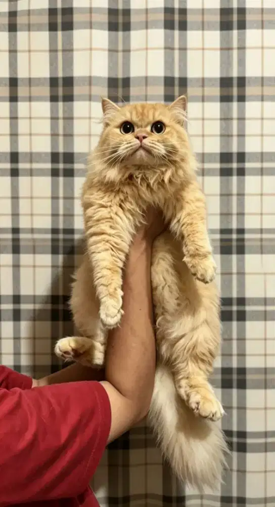 Kucing jantan bigbone longhair