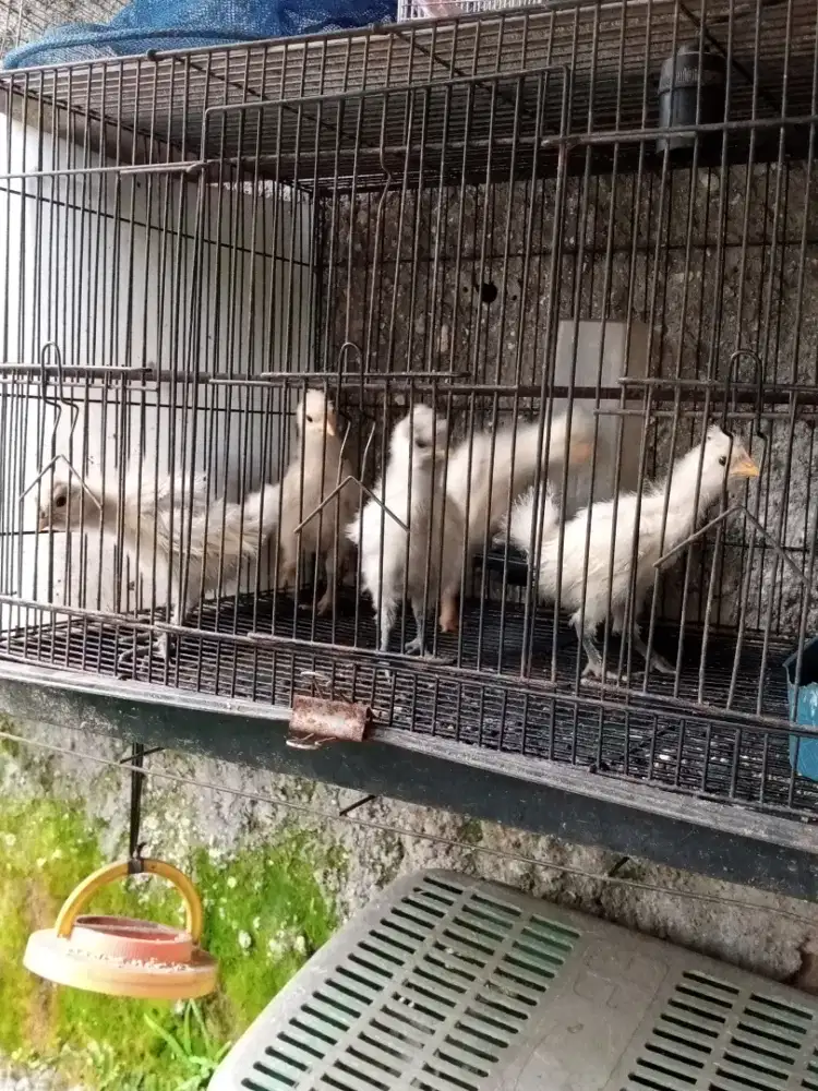 Anak ayam polandia jambul kapas usia 1bln 6hari