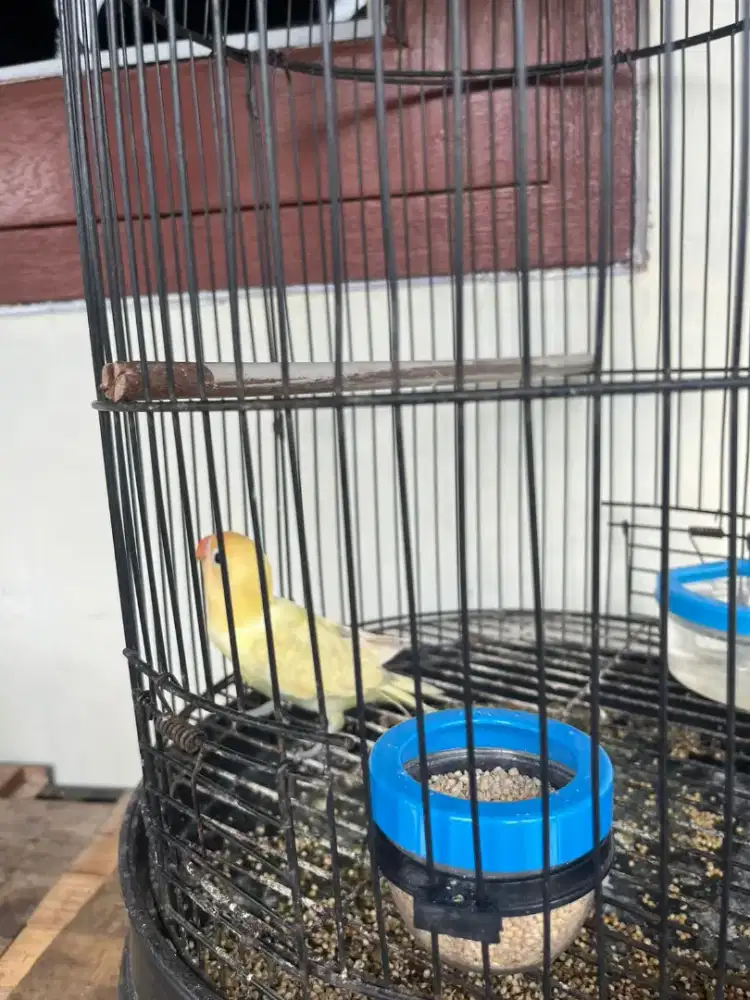 Lovebird cremino