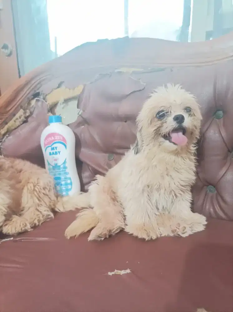 Shih tzu jantan