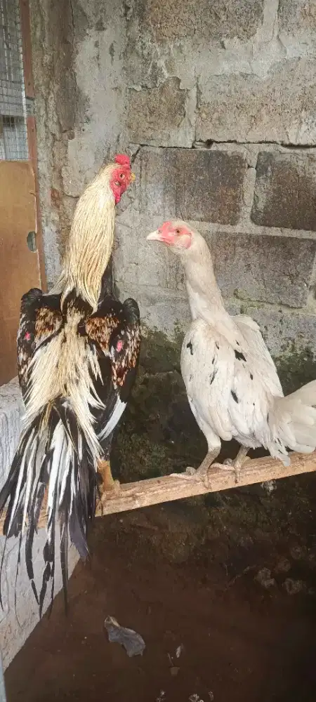 Ayam Pakhoy not Bangkok Shamo Birma