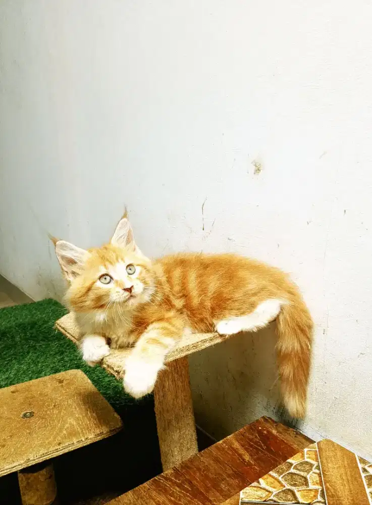 Kitten MaineCoon Betina Pure Bkn mix.