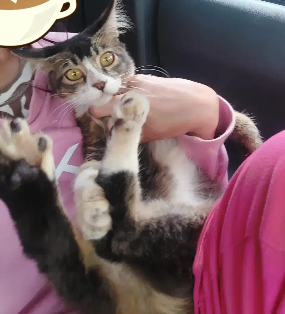 Kucing Mainecoon Jantan