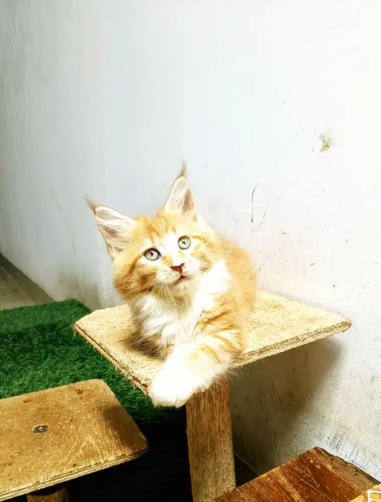 Kitten maineCoon Betina Pure No mix.