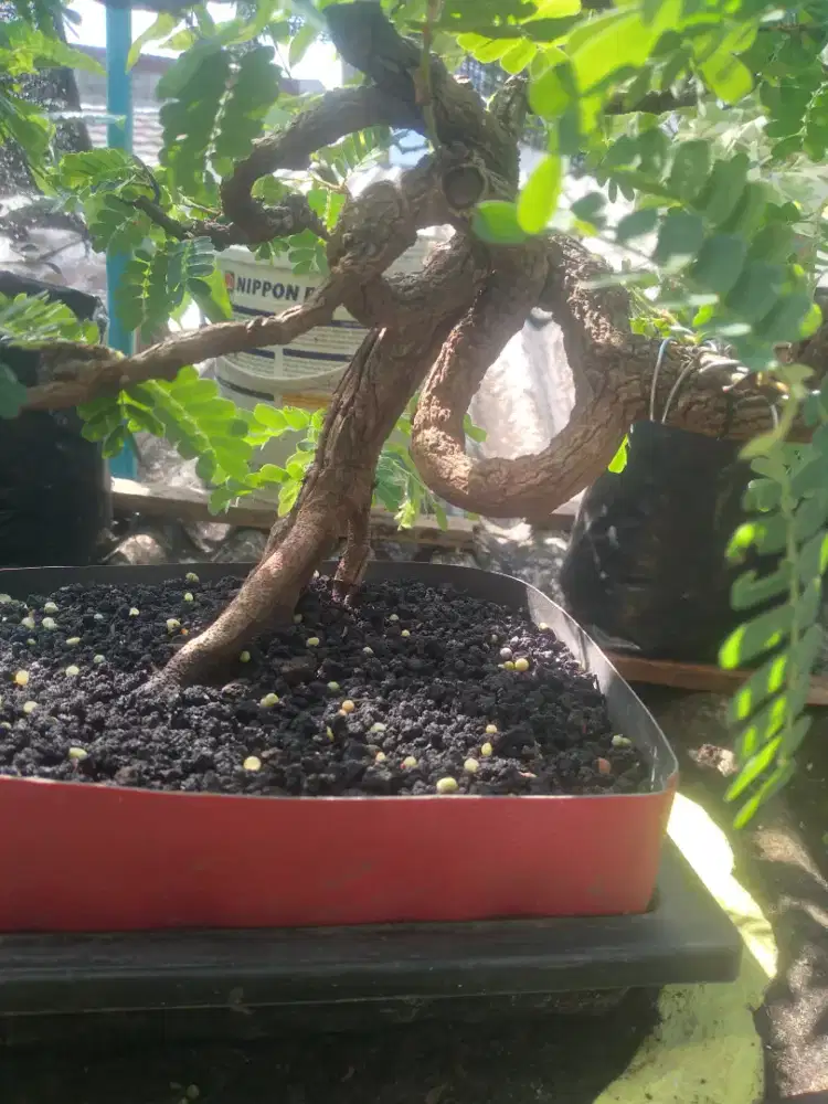 Bonsai asam jawa dari biji