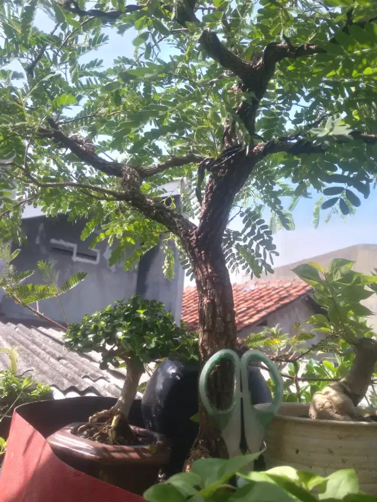 Bonsai asam jawa dari biji usia -+ 6 tauhun